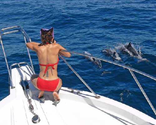 Student in a bikini on the bow of yes aye taking photos of dolphins