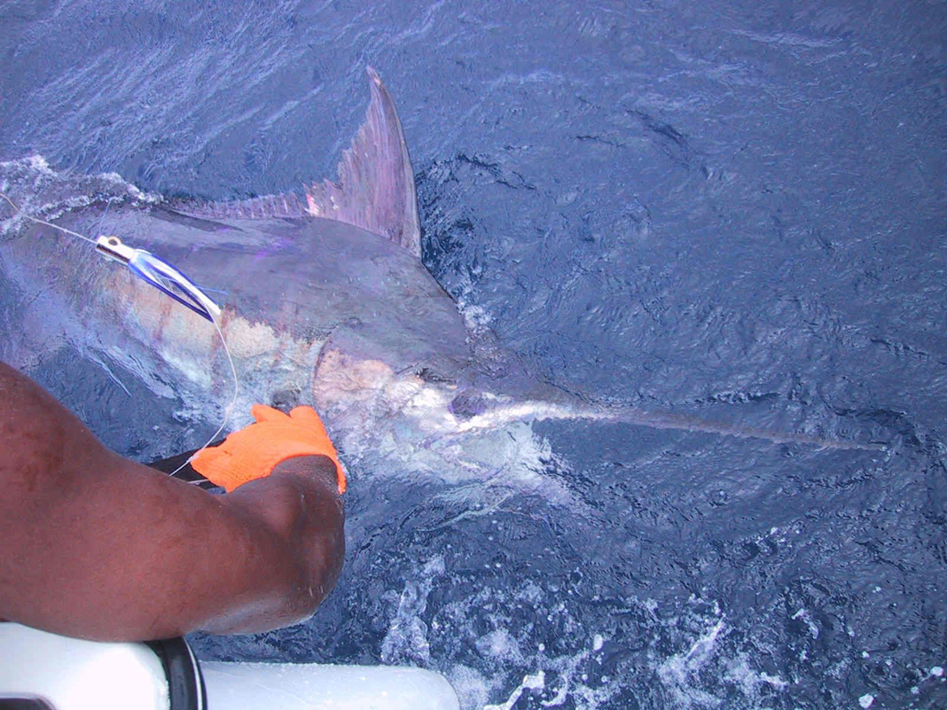 Paul Taylor's 275 lb blue marlin 2004