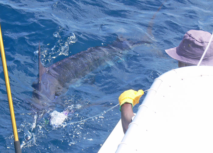 Todd Allred's 400 lb marlin was our biggest for 2011