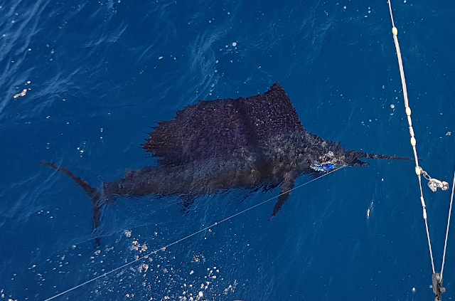 sailfish in blue water