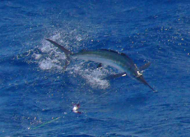 white marlin 2008