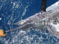 Wally's blue marlin before release