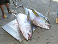 Tim and Jacks yellowfin tuna