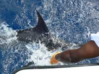 blue marlin by the boat