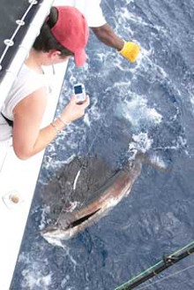 Stephanie watches her sailfishby the boat