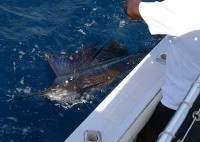sailfish by the boat for Chad
