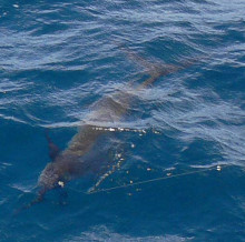 sailfish looks brown below the water