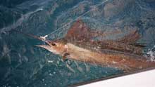 Robert's sailfish close to the boat