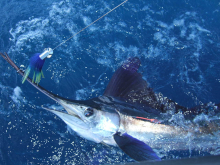 Flod Williams lucky white marlin (hooked in the bil!!)
