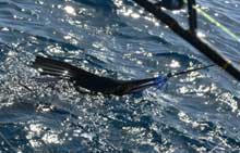 sailfish released on yes Aye grenada