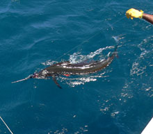 sailfish are one of 4 billfish species caught by true blue Sportfishing grenada