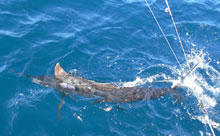 true blue zSportfishing caught this blue marlin in grenada