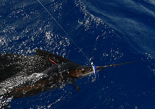 true blue Sportfishing catches sailfish in grenada