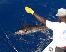 Yes aye catches blue marlin in grenada