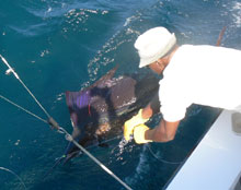sailfish caught in grenada on yes aye