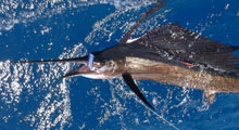 Grenada sailfish caught with true blue Sportfishing