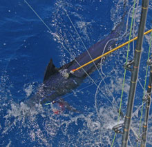 another blue marlin caught on yes aye grenada