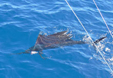Grenada has great sailfish fishing