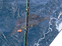 we use circle hooks to catch sailfish in grenada on yes Aye