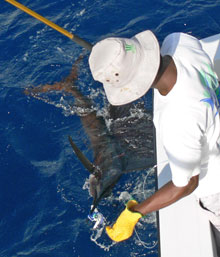 we love sailfish on true blue Sportfishing grenada