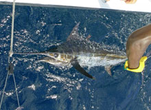blue marlin are the ultimate fish and we catch them in grenada on yes Aye