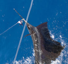 Grenada billfish - the commonest one is the sailfish - catch one on yes aye