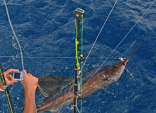 we love to catch sailfish, its what Yes aye does in grenada