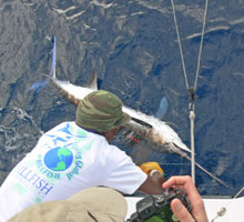 the elusive white marlin catch one with true blue Sportfishing Grenada