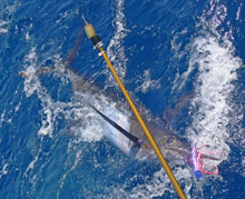 another blue marlin in grenada for glen on Yes Aye
