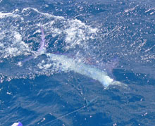 ultimate grenada fish = blue marlin catch one on yes aye