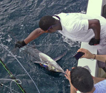 we love to catch blue marlin in grenada - True blue Sportfishing