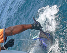 True blue Sportfishing caught this blue marlin in grenada videod by WFN film crew