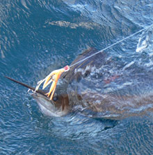 we love catching Grenada sailfish - its what we do