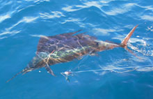 epic sailfish fishing in grenada with true blue Sportfishing