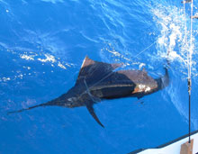 awesome sailfish caught in Grenada on yes aye