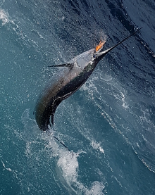 True Blue Sportfishing are Grenada sailfish experts - its what we love to do