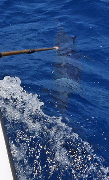 Grenada has awesome blue marlin - catch one with True Blue Sportfishing