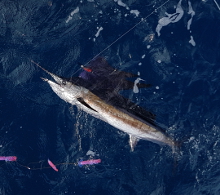 True Blue Sportfishing are Grenada sailfish experts - its what we love to do