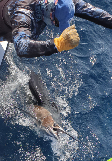 True Blue Sportfishing love to catch Grenada sailfish