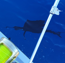 sailfish silohouette in beautiful blue water next to the boat