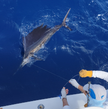 gorgeous sailfish about to be released for Francis