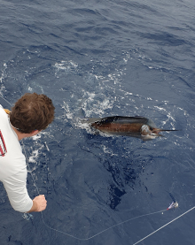Adan holds the leader as his sailfish jumps - e caught 2 today