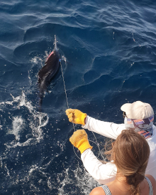 lady angler watches a sailfish as George holds the leader