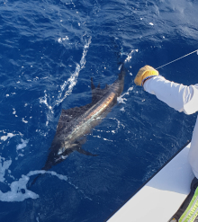 sailfish by the boat, one of three we released this morning