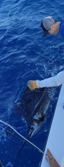 Satia watches one of three sailfish he caught this afternoon