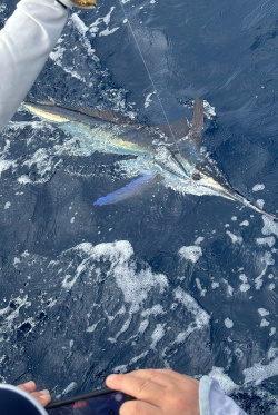 white marlin