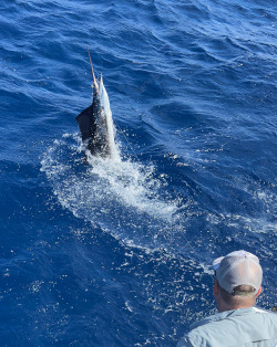 sailfish 17 january 2025