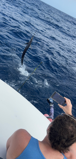 sailfish 19 january