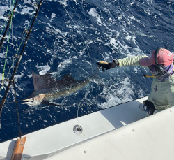 sailfish 30 january