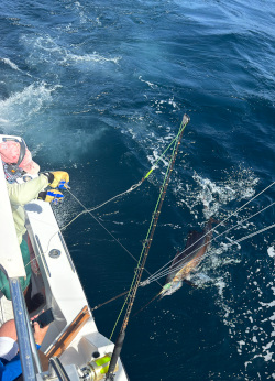 sailfish